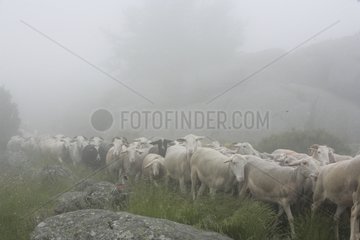 Transhumance von Schafherden im Cevennes Frankreich