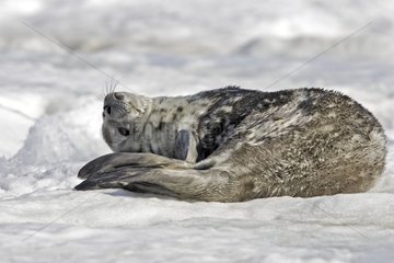 Young Weddell seal resting on ice Antarctic Peninsula