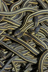 Accouplements de Serpent jarretière en fin d'hibernation