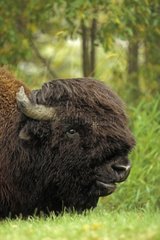 Bull American Bison Elk Island NP Kanada