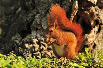 Red squirrel eating on the ground - Normandy France