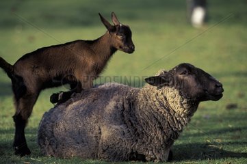 Kid going up on a Sheep laid down in grass