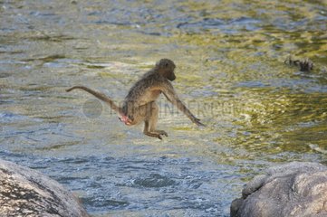 Chacma Baboon crossing a river from rocks to rocks