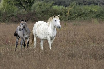 Camargue mare and foal Camargue France