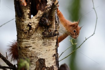 Red squirrel on a tree trunk - Normandy France