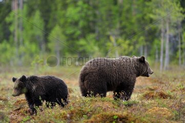 Brown Bear female and young Martinselkonen Finland