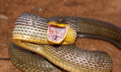 Gemeinsame Vogelschlangen  die den Mund weit geöffnet bedroht  Guyana