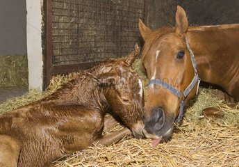 English thoroughbred Mare licking its new born Normandy