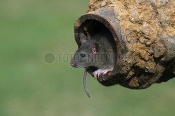 Norway rat in a pipe France