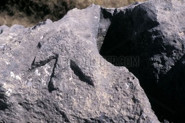 Dinosaurier -FuÃŸabdruck Peru