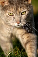 Portrait of a gray cat going in grass