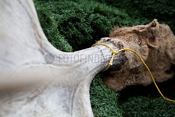 Moose antlers on synthetic grass Yukon Canada