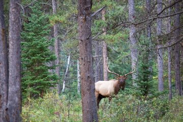 Bull elk in the woods in Jasper National Park Canada