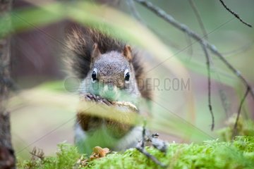 American Red squirrel eating a cone PN Jasper Canada