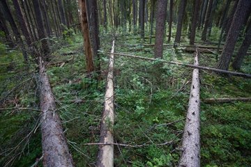 Dead trees in the undergrowth Pyhae Hakki-NP Finland