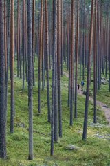Walkers in the woods Pyhae-Hakki NP Finland