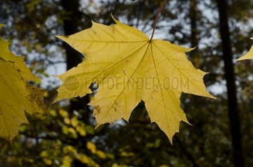 Leaf fall in the forest of Fontainebleau France