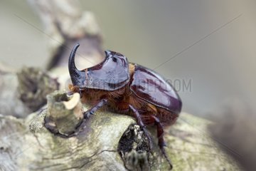 European rhinoceros beetle on dead wood Bulgaria