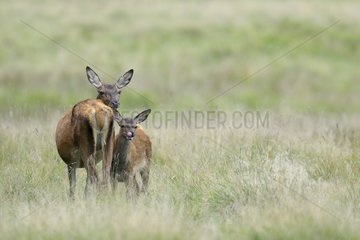 Red deer females on a meadow in Autumn Denmark