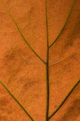 Close up of a leaf in autumn in the forest of Fontainebleau