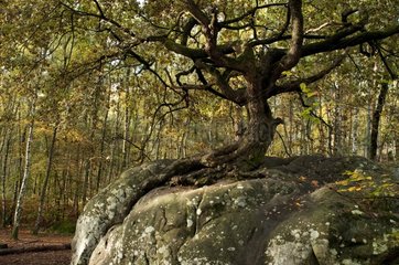 The Bonsai Rock at Canon in the forest of Fontainebleau France