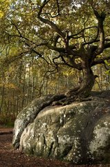 The Bonsai Rock at Canon in the forest of Fontainebleau France