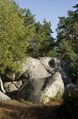 Rocks around Canon rock in the forest of Fontainebleau