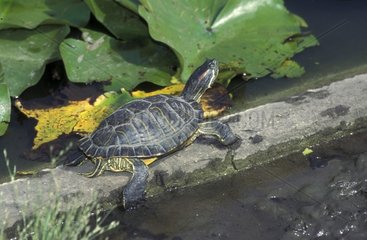 Florida Turtle in einem Frankreichbecken