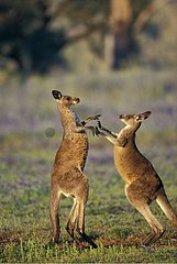 Two Eastern Grey Kangaroos playing face to face Australia