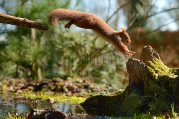 Red squirrel jumping on a stump - Normandy France