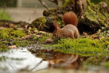 Red squirrel on the edge of a puddle - Normandy France