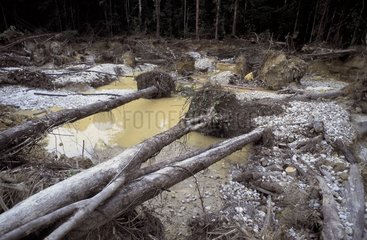 Trees cut down on illegal gold mining site French Guiana