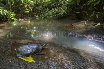 Colombian wood turtle (Rhinoclemmys melanosterna) on riverbank  Chocó colombiano (Ecuador)