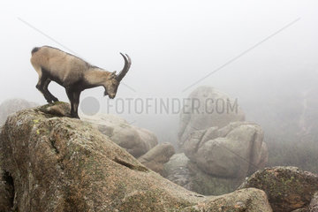 Iberian Ibex (Capra pyrenaica)  male on rock  Guadarrama National Park  Spain