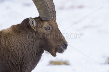 Portrait of Alpine Ibex (Capra ibex)  Male  Gran Paradiso National Park  Alps  Italy  Europe