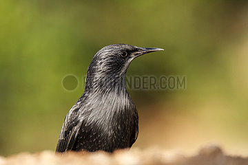 Portrait of Spotless Starling - Spain