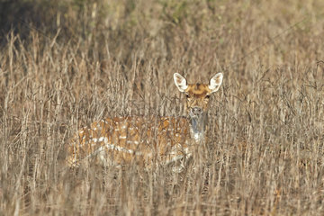 Axis hind in the dry grass - Ranthambore India