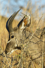 Portrait of young male Greater Kudu - Chobe Botswana