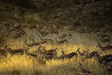A herd of springboks (Antidorcas marsupialis) advances at sunset in the Kalahari Desert  Kgalagad Transfrontier Park  North Cape  South Africa