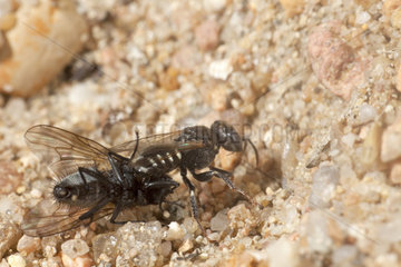 Digger wasp (Oxybelus uniglumis) penetrating into its nest with its prey stung on its sting  France