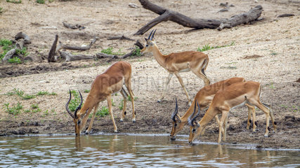 Impala (Aepyceros melampus) drinking  Kruger national park  South Africa