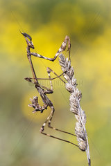 Conhehead Mantis on ear - Spain