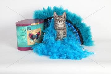 Kitten sitting on a blue colored feather wreath on white background