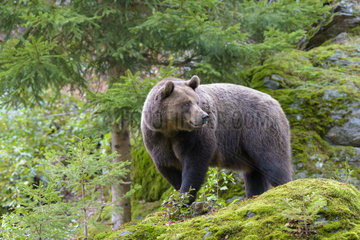 European Brown Bear  Bavarian Forest National Park  Bavaria  Germany  Europe