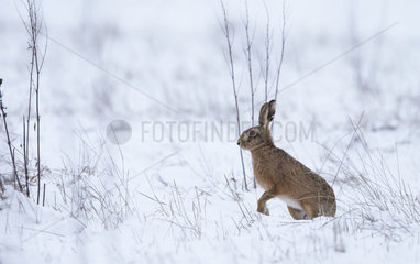 Brown Hare standing in a meadow covered by snow - GB