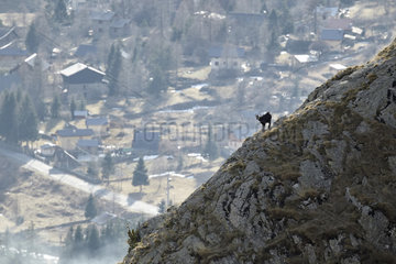 Chamois above the valley - France Mercantour Alps