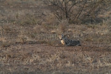 Black-backed jackal lying on the savannah - Ethiopia