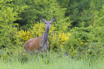 Red deer (Cervus elaphus)  Female  Spessart  Hesse  Germany  Europe