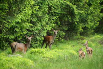 Red Deer (Cervus elpahus) hind and fawn  Ardenne  Belgium