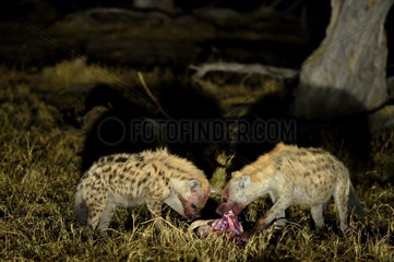 Hyena eating prey stolen from a Leopard - Khwai Botswana